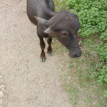 પાડો વેચવાનો