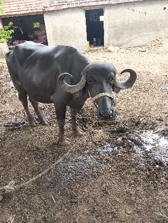 ભેંસ વેચવાની છે