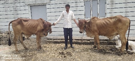 બળદ વેચવાના છે