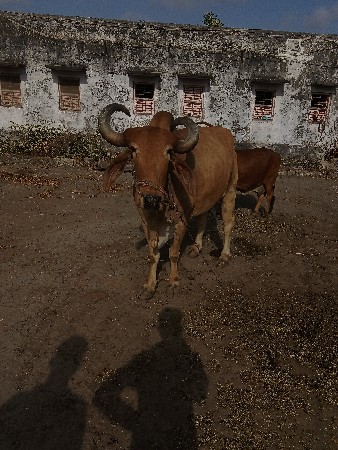 બળદ વેચવાના છે