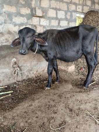 પાડી વેશવા ની છે