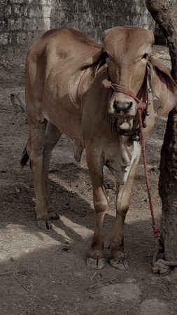 vachdi vechvani chhe