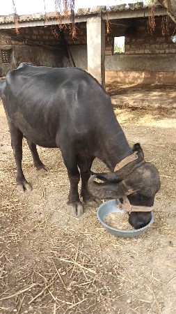 જાફરાબાદી ખળેલી વેચવા ની સે