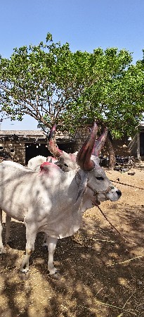 આ બળદ વેચવાના સે