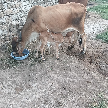આદત પરા ગામ
