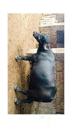પાડો વેચવાનો છે