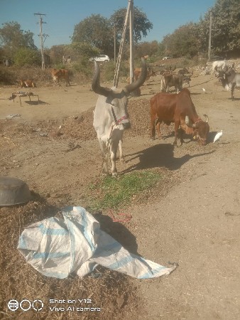 એક બળદ વેચવાનો છે