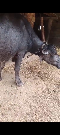 ભેંસ વેસવાની સે