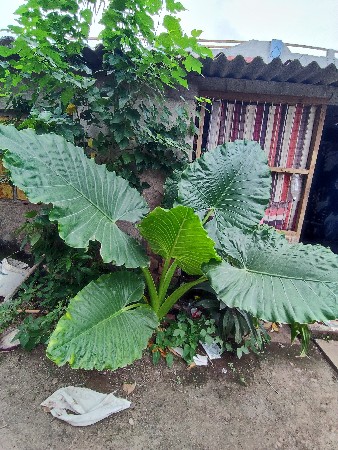 elephant ear plant