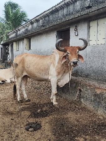 આ બળદ વેચવા વા નો છે