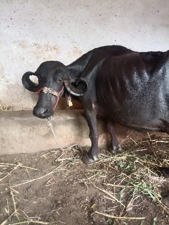 ભેસ વેસવાનીછે