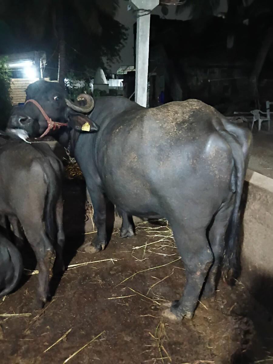 ભેંસ વેચવાની છે