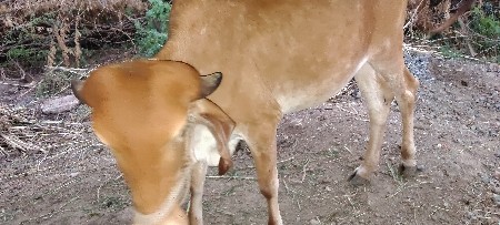 વેચવાની છે