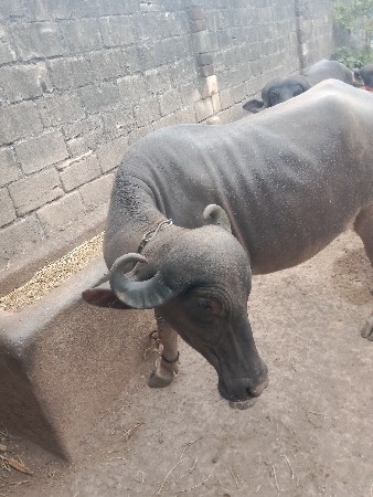ભેંસ વેચવાની છે