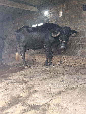 ભેંસ વેચવાની છ