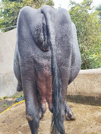 ભેંસ વેચવાની છે