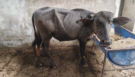 પાડી વેચવાની છે