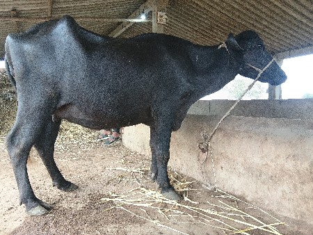 ખડેલી