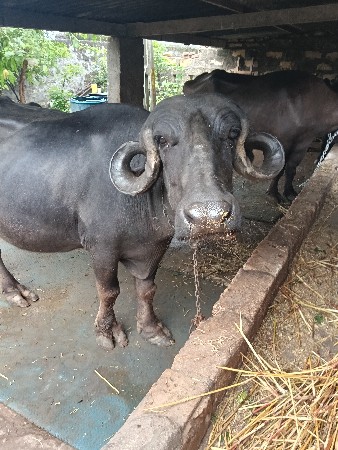 ભેંસ વેચવાની છે વેતર
