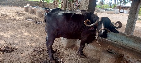 ભેસ વેચવાની છે