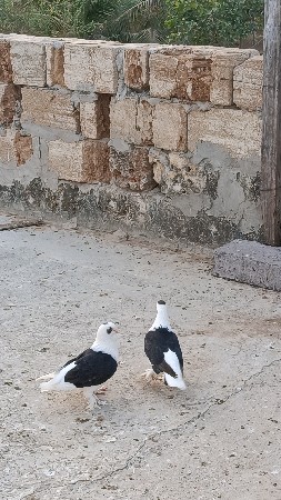 કબુતર