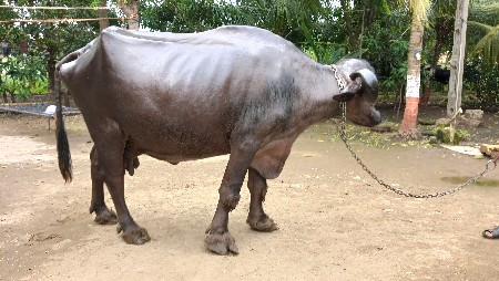 આ ભેંસ વેચવાની છે મહિના દિવસની કાશ