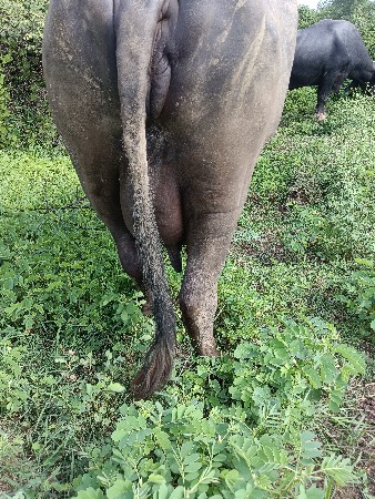 આ ભેંસ વેચવાની છે બીજું વેતર