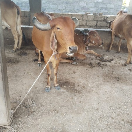 હોડકી વેચવાની છે