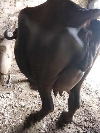 2 વેતર પાડી વેચવા નિ સે