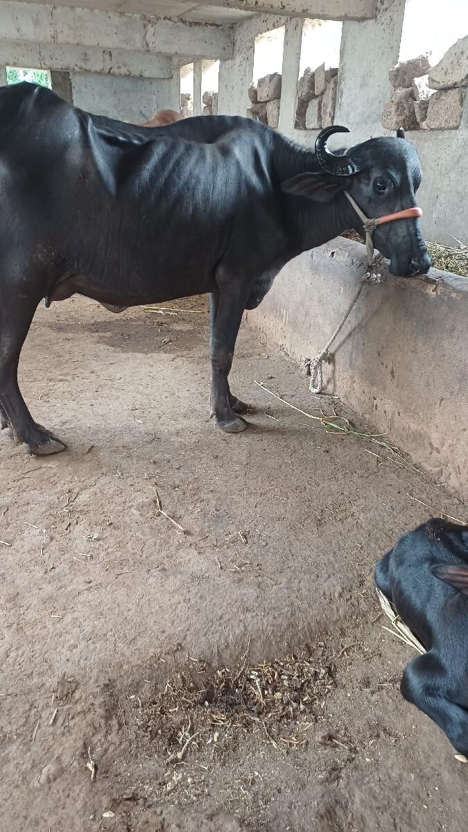 ભેસ વેસવાની છે