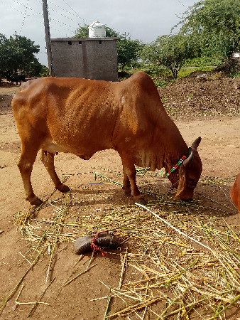 ગાય વેચવાની છે