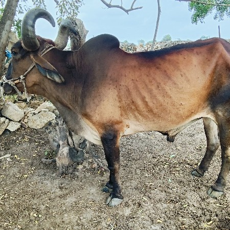 બડદ વેચવાનો છે
