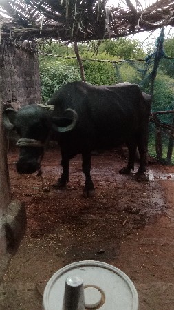 ત્રણ ભેશુ વેચવાની છે 2,2,3, વેતર મા