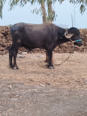 pado vechvano che