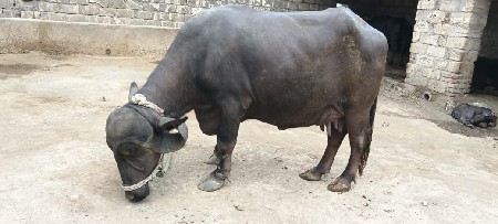 બે ભેશ વેચવા ની છે