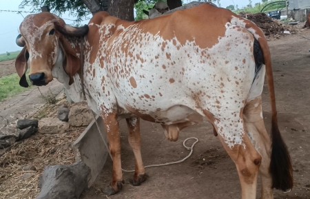 હોડકી વેચવાની છે