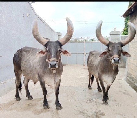 આ બળદ વેચવાના છે