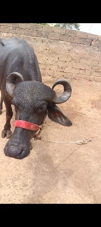 પેલુ વેતર વેચવાનિછે