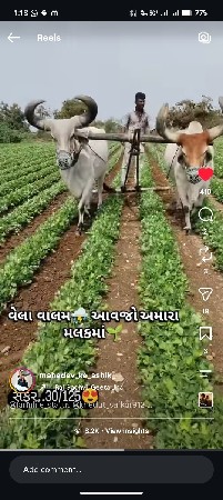 બળદ