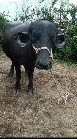 પેલું વેતર ખડાય વેચવાની છે