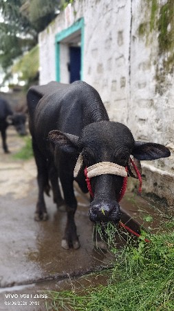 વેચવાની છે