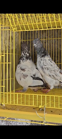 લાલ મારવાડા