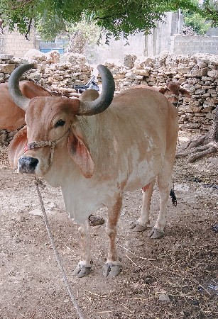 આ ગાય વેચવાની છે.