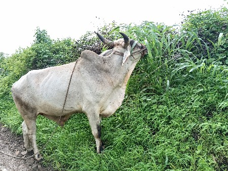 Dhoro bald veshavanose