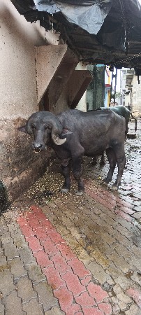 પરમાર કિશોરભાઈ ગામ માંડોદરા