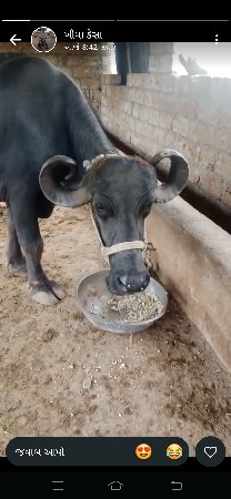 ભેંસ વેચવાની છે