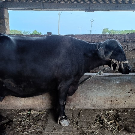 ભેંશ વેચવાની છે
