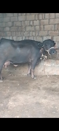 આ ભેંસ વેચવાની છે