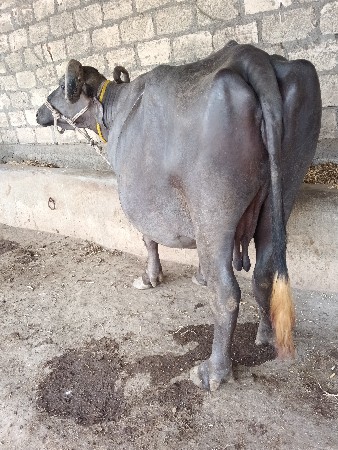 ભેંસ વેચવાની છે
