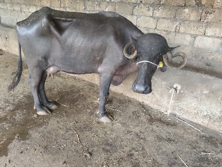 5 litre dudh
